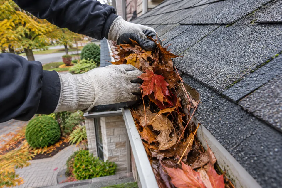 Wet maple leaves collected inside an eavestrough